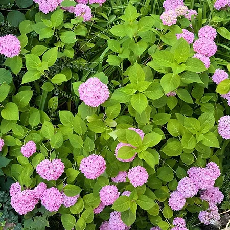 Black Garden Loft - Design